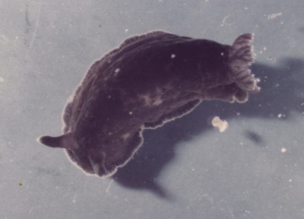 Dendrodoris limbata (Cuvier, 1804)